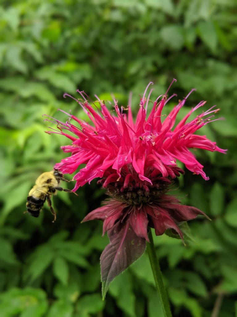 A bee collects nectar and pollen from a bright magenta beebalm (monarda didyma) bloom.