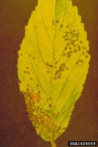 John A. Weidhass, Virginia Polytechnic Institute and State University, Bugwood.org, CC BY-SA 3.0 , via Wikimedia Commons