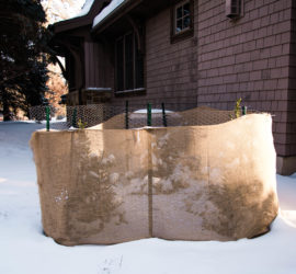 A group of three small boxwood shrubs are enclosed by chicken wire and burlap to protect them from frigid winds.