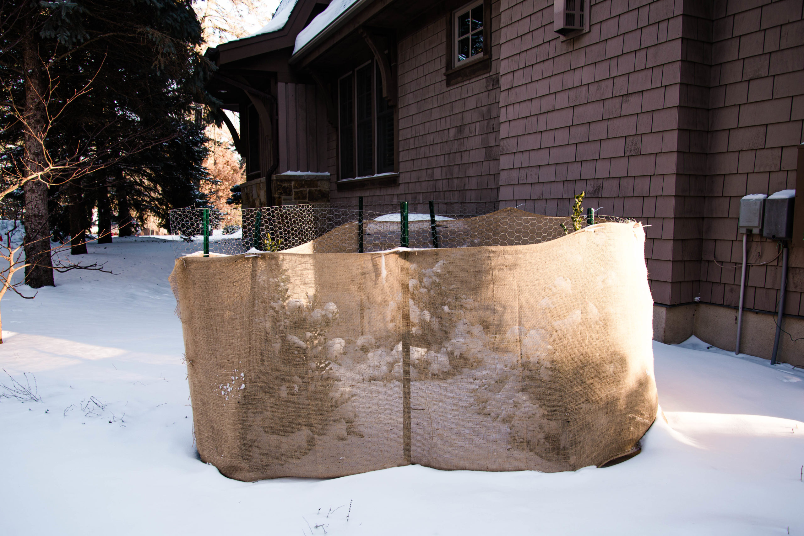 A group of three small boxwood shrubs are enclosed by chicken wire and burlap to protect them from frigid winds.